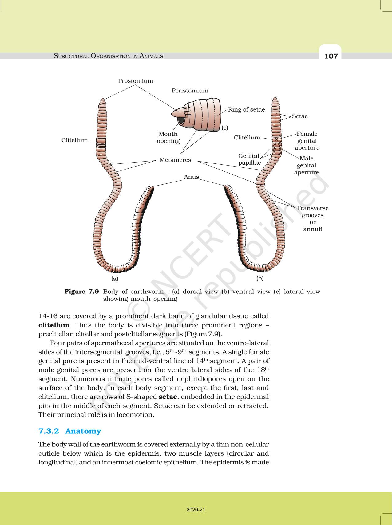 Structural Organisation In Animals - NCERT Book Of Class 11 Biology